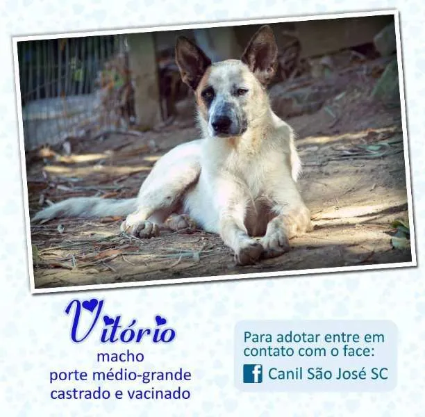 Cachorro ra a  idade  nome Vitorio (Canil SJ) 