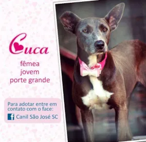 Cachorro raça  idade  nome Cuca (Canil SJ)