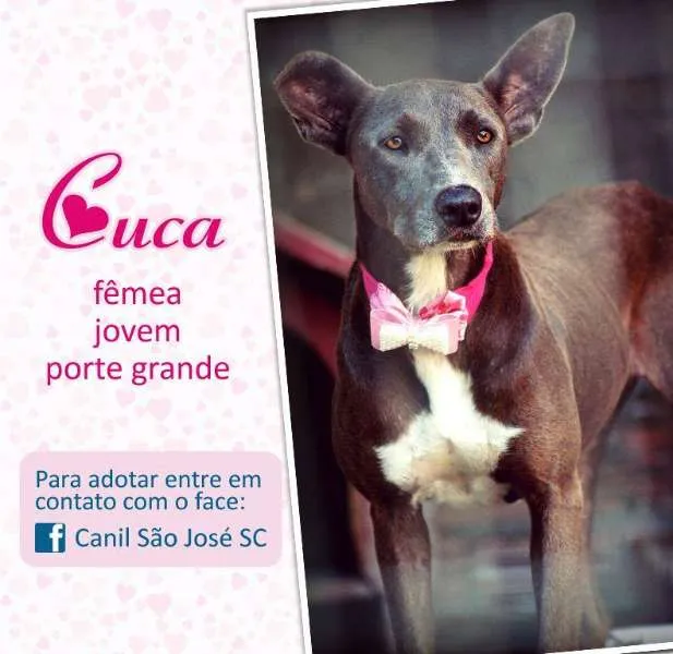 Cachorro ra a  idade  nome Cuca (Canil SJ)