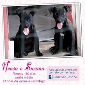 Cachorro raça  idade 2 a 6 meses nome Neusa e Suzana ()
