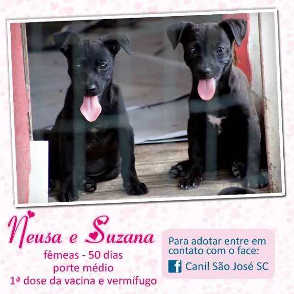 Cachorro ra a idade 2 a 6 meses nome Neusa e Suzana ()