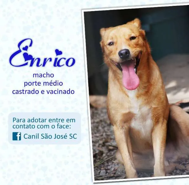 Cachorro ra a  idade  nome Enrico (Canil SJ) #SPC