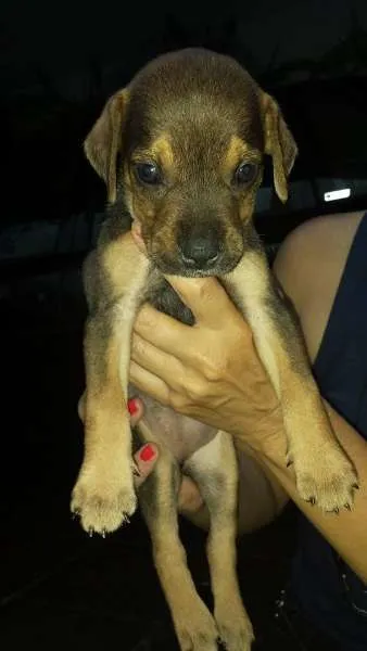 Cachorro ra a SRD idade Abaixo de 2 meses nome pequena