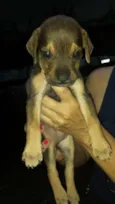 pequena