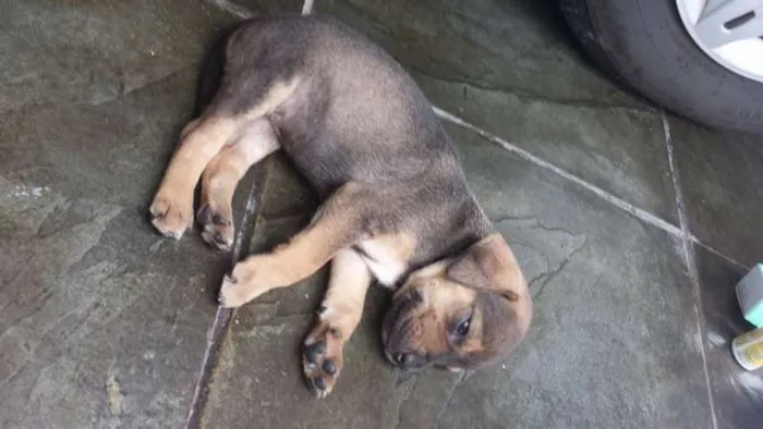 Cachorro ra a SRD idade Abaixo de 2 meses nome pequena