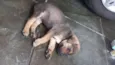 pequena