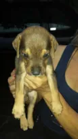 pequena