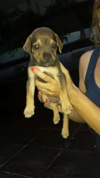 Cachorro ra a SRD idade Abaixo de 2 meses nome pequena