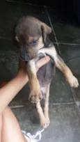 pequena