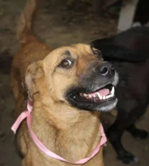 Cachorro raça  idade  nome Jasmine (Canil SJ)