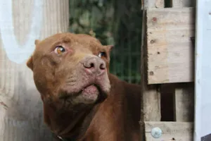 Cachorro raça Pitbull idade  nome Lion (Canil SJ)