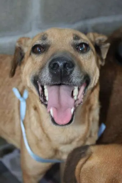 Cachorro ra a  idade  nome Morfeu (Canil SJ) #SPC