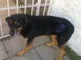 Medrosinha (Canil S