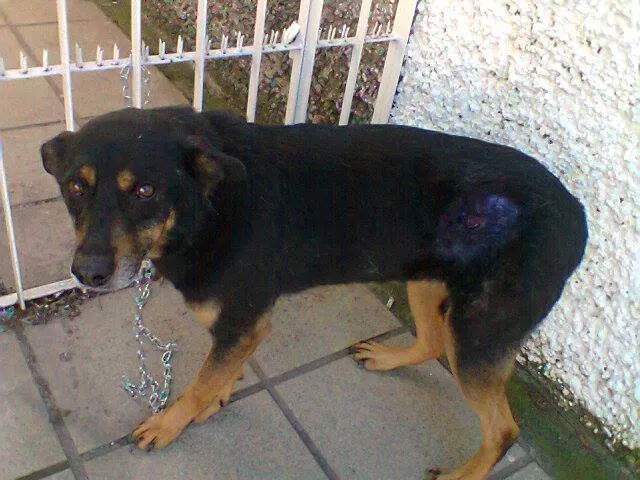 Cachorro ra a mix de rotwaille idade  nome Medrosinha (Canil S