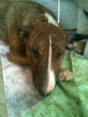 Cachorro raça Bull terie idade 2 anos nome Xitara