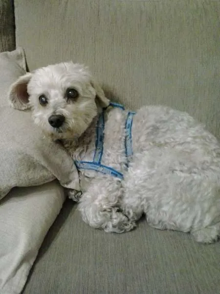 Cachorro ra a Poodle idade 6 ou mais anos nome Breno