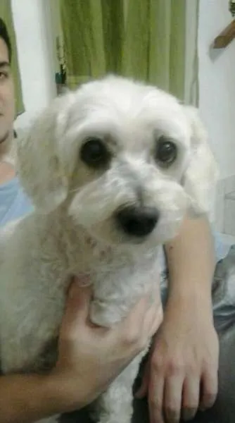 Cachorro ra a Poodle idade 6 ou mais anos nome Breno