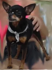 Cachorro ra a Pinscher idade 6 ou mais anos nome Pretinha GRATIFICA