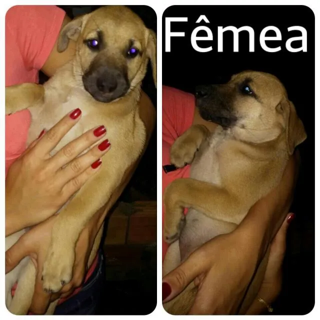 Cachorro ra a sem raça idade 2 a 6 meses nome sem nome