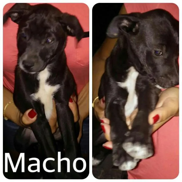 Cachorro ra a sem raça idade 2 a 6 meses nome sem nome