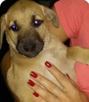 Cachorro ra a sem raça idade 2 a 6 meses nome sem nome