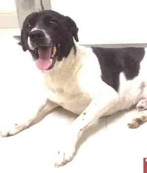 Cachorro raça  idade  nome Pongo (Pri Fernandes)
