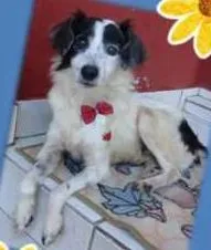 Cachorro ra a  idade  nome Kalel (Canil SJ) #SPC