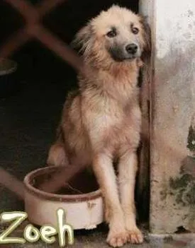 Cachorro raça  idade  nome Zoeh (Pri Fernandes)