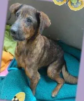 Cachorro ra a  idade 6 ou mais anos nome Preciosa (Canil SJ 