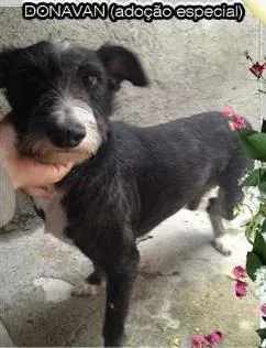 Cachorro ra a  idade  nome Donavan (Canil SJ -