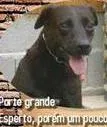 Cachorro raça  idade  nome Pelé (Canil SJ - Pr