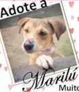 Marilu (Canil SJ) #SPC