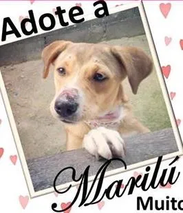 Cachorro ra a  idade  nome Marilu (Canil SJ) #SPC