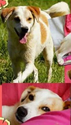 Cachorro raça  idade 3 anos nome Vanilla (Canil SJ -