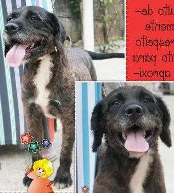 Cachorro ra a  idade 4 anos nome George Clooney (Can