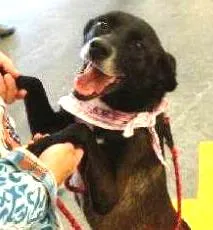 Cachorro raça  idade  nome Emilia (Canil SJ - 