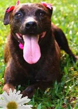 Cachorro ra a Mix Pitbul idade  nome Café (Canil SJ - Mo