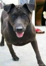 Cachorro raça Mix Sharpei idade  nome Mandela (Canil SJ -