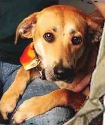 Cachorro ra a  idade  nome Caramelo (Canil SJ)