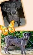 Cachorro ra a  idade  nome Juliano (Canil SJ) 