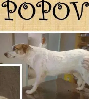 Cachorro raça  idade  nome Popov (Canil SJ) #SPC