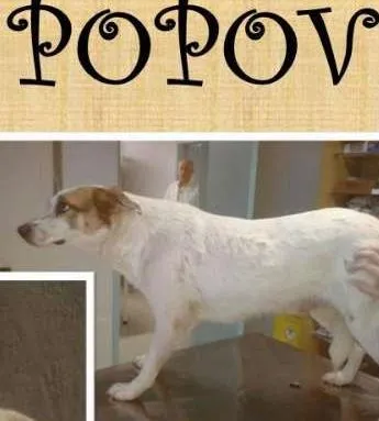 Cachorro ra a  idade  nome Popov (Canil SJ) #SPC