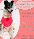 Lola (Canil SJ - Su