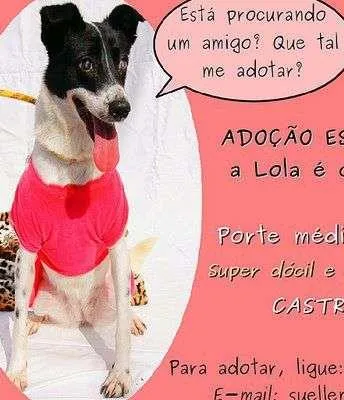 Cachorro ra a  idade  nome Lola (Canil SJ - Su