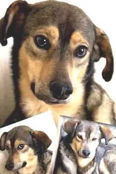 Cachorro raça  idade  nome Cidy (Canil SJ - Pr