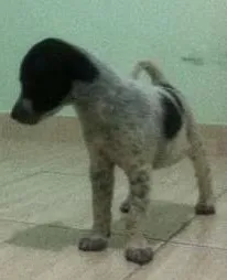 Cachorro ra a SRD idade 2 a 6 meses nome Ronaldo
