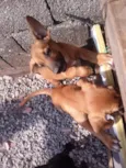 Cachorro raça viralata idade 2 a 6 meses nome nao tem nome ainda