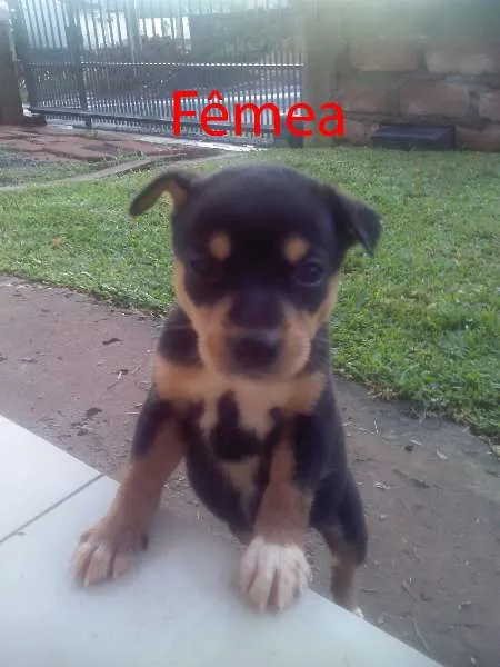 Cachorro ra a SRD idade Abaixo de 2 meses nome 4 Filhotes