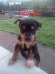 4 Filhotes