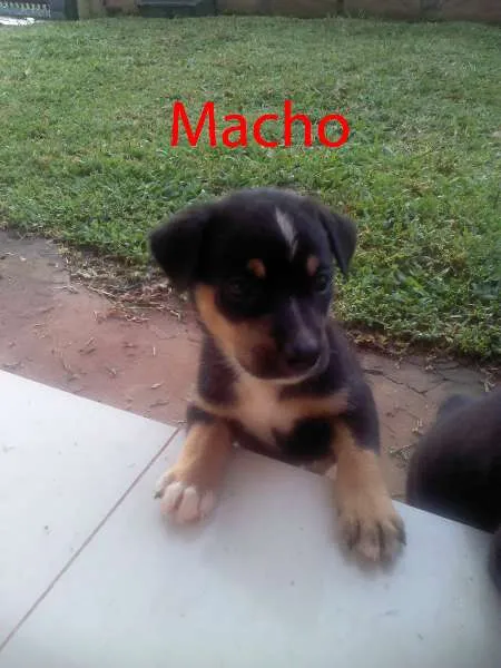 Cachorro ra a SRD idade Abaixo de 2 meses nome 4 Filhotes
